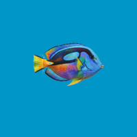 Aquatica